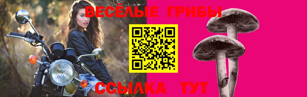 Галлюциногенные грибы Psilocybine cubensis Можайск